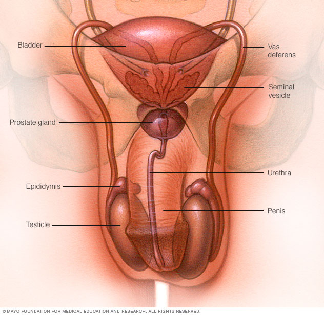 Sistema reproductor masculino
