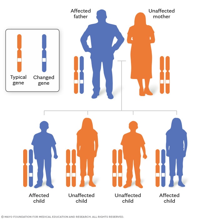 Typical and changed genes in an autosomal dominant genetic disorder.