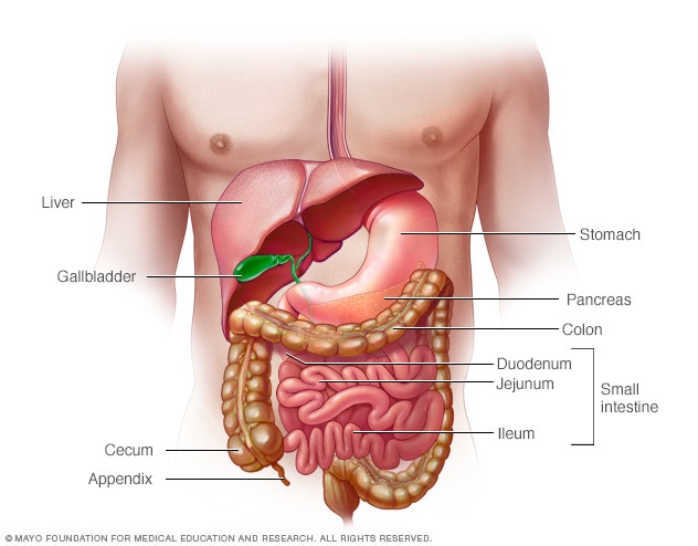 Illustration showing small intestine