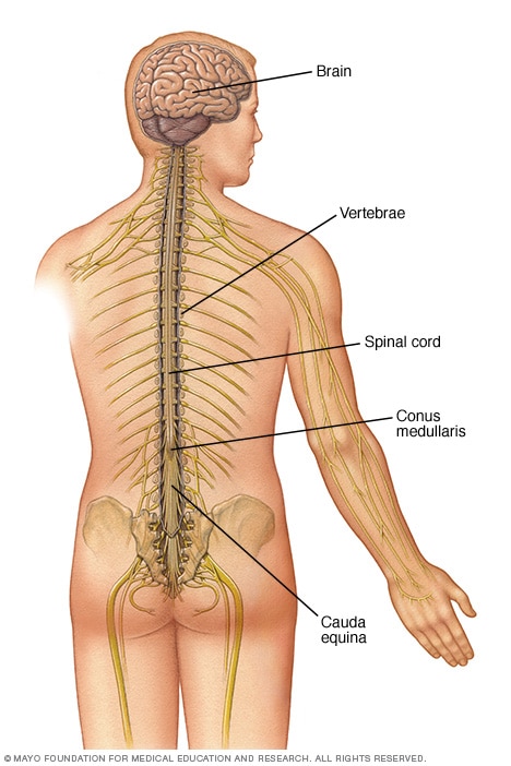 La anatomía del sistema nervioso central