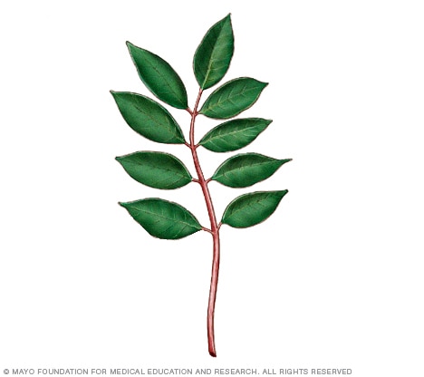 Illustration of poison sumac plant