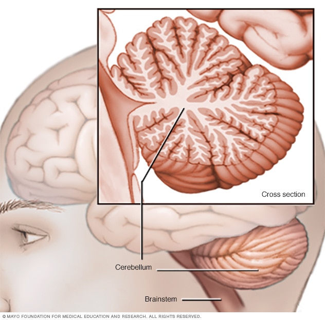 Illustration showing cerebellum and brainstem