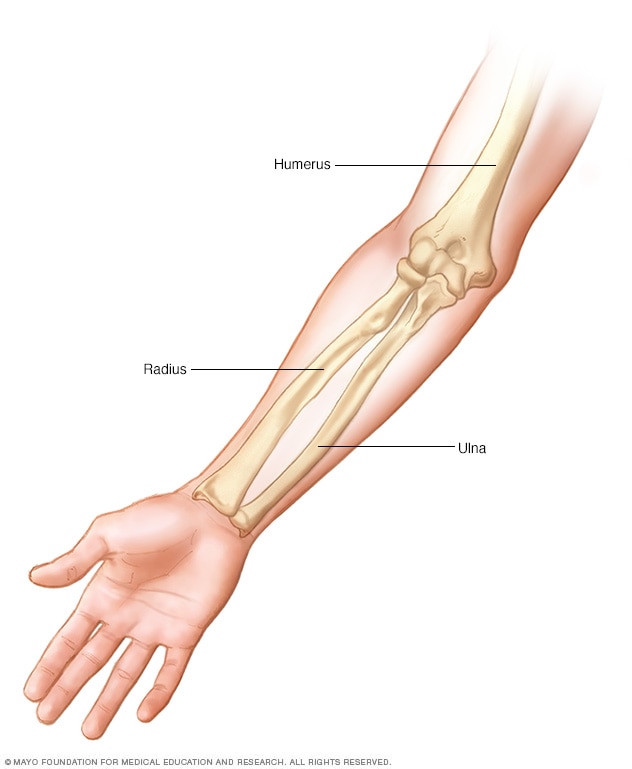 The arm bones