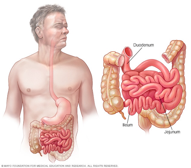 Intestino delgado