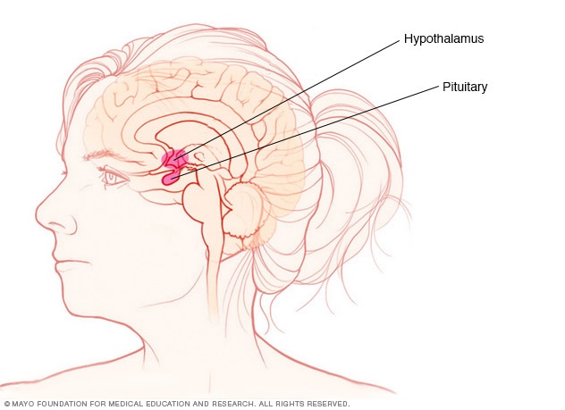 Illustration showing the pituitary gland and hypothalamus