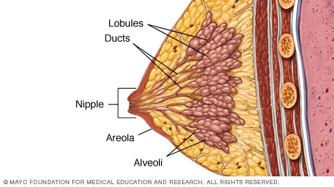 Lobules, ducts and other breast structures