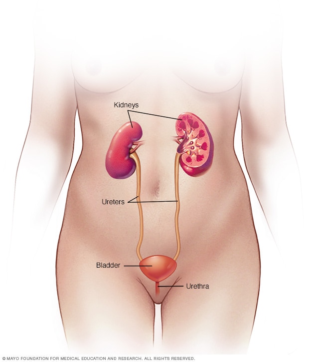 Anatomía del sistema urinario femenino