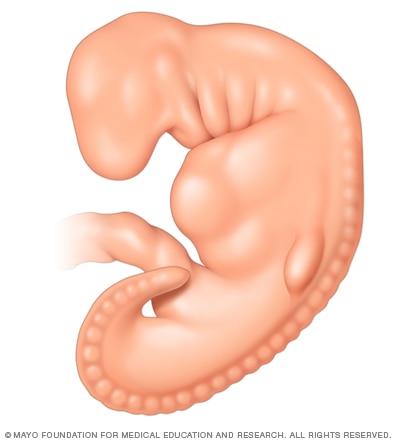 Fetal development four weeks after conception