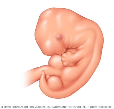 Fetal development five weeks after conception
