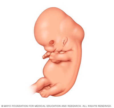 Fetal development six weeks after conception