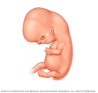 Fetal development seven weeks after conception