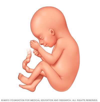 Fetal development 19 weeks after conception