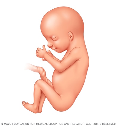 Fetal development 14 weeks after conception