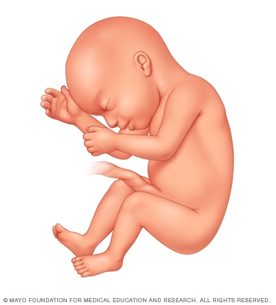 Fetal development 23 weeks after conception