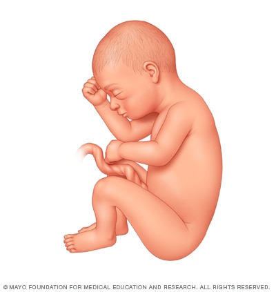 Desarrollo fetal 31 semanas después de la concepción