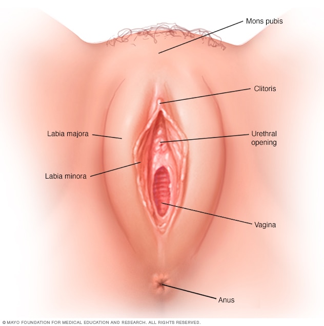 Vulva