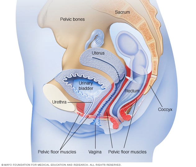 Female pelvic floor muscles