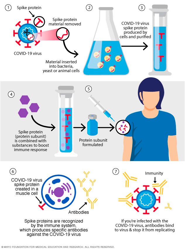 Different Types Of COVID 19 Vaccines How They Work Mayo Clinic Different Types Of COVID 19 Vaccines How They Work Mayo Clinic