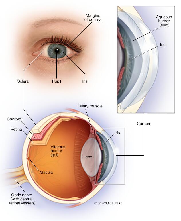 Anatomy of the eye