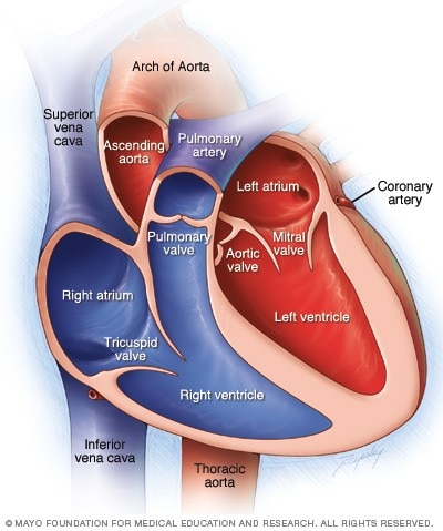 Chambers and valves of the heart