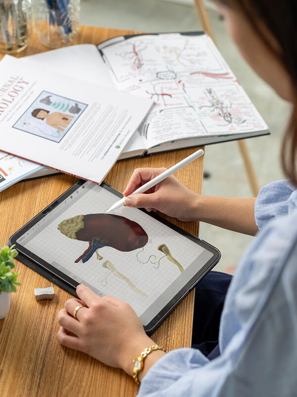 A medical student draws a kidney.